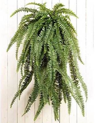 Plantenwinkel.nl Kunstplant Varen hanger